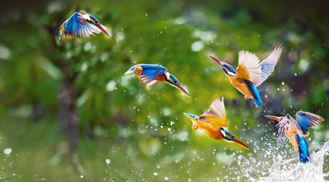 Nature and Biodiversity